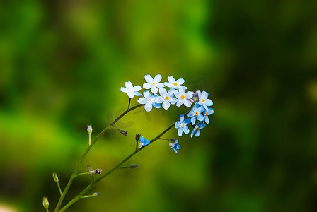 蓝色勿忘草自然小而美的花朵
