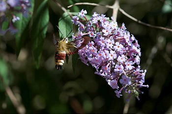 布丁树丛上的蜂鸟蛾