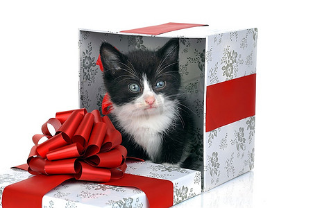 礼盒里有一只可爱的小猫