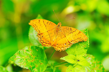 昆虫叶子摄影照片_热带蝴蝶在一片叶子
