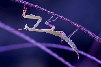 一只螳螂的艺术镜头