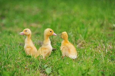 小草阳光摄影照片_三个毛茸茸的小鸡走在绿草