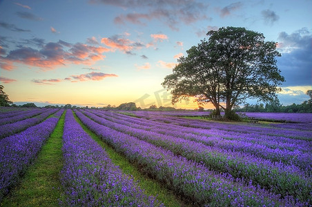 令人惊叹的日落的美丽图象与大气云彩和天空在充满活力的成熟熏衣草领域在英国乡村风景