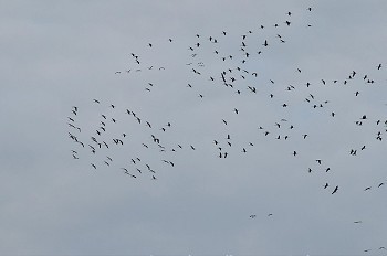一群鸟在阴天飞翔