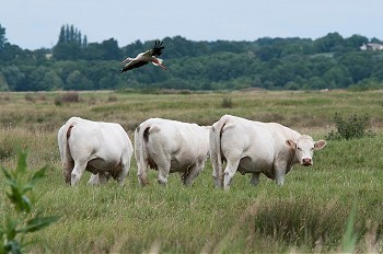 西牛摄影照片_一只鸟飞过田野里的几头牛
