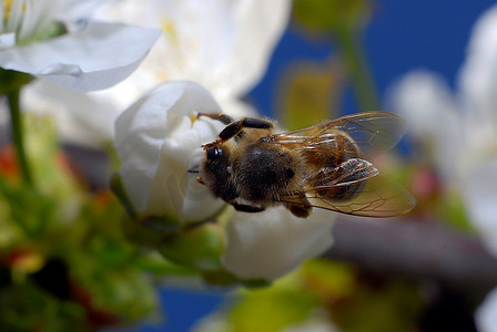 蜜蜂采花采蜜