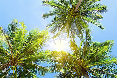 椰子海滩摄影照片_蓝天背景上的三只手掌