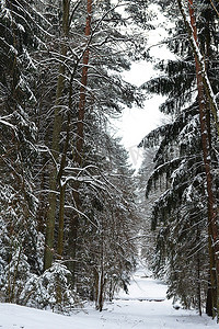 白雪覆盖的森林。冬天的风景。