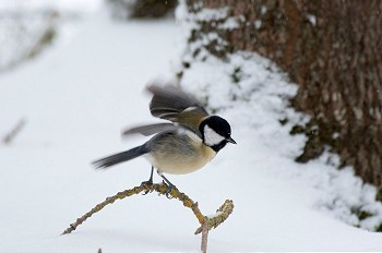 襟翼摄影照片_雪中的一只蓝山雀