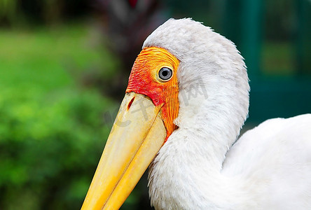 吉隆坡动物园黄嘴鹤