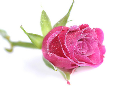 粉色玫瑰花近距离微距白色