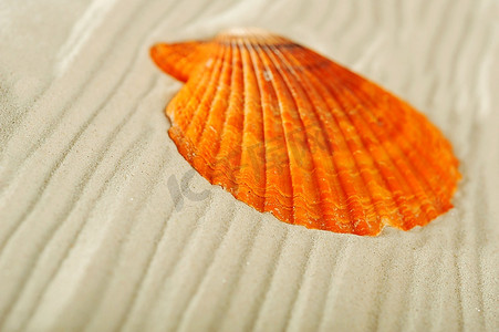甲壳类摄影照片_海沙背景下的公鸡壳