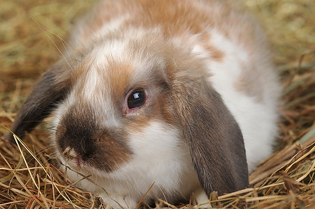 弥散兔子摄影照片_毛茸茸的兔子躺在柔软的干草上
