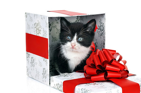 动物礼盒摄影照片_礼盒里有一只可爱的小猫
