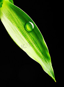 叶子上美丽的水滴丝瓜植物