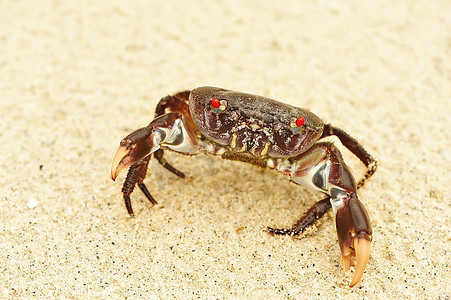 安达曼海海滩上的螃蟹