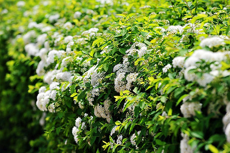 多芬汗蒸养生馆摄影照片_花园里开着白色绣线菊的灌木丛