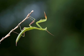欧式艺术摄影照片_一只螳螂的艺术镜头