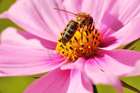 中的鲜花摄影照片_蜜蜂从花朵中采蜜