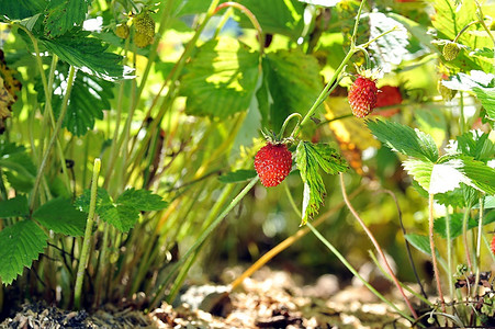 乡村花园里的野生草莓灌木