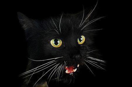 特写肖像愤怒的黑猫孟买猫猫