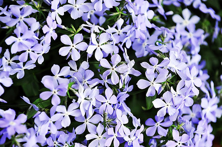 紫福禄考  小花朵在春末夏初盛开。