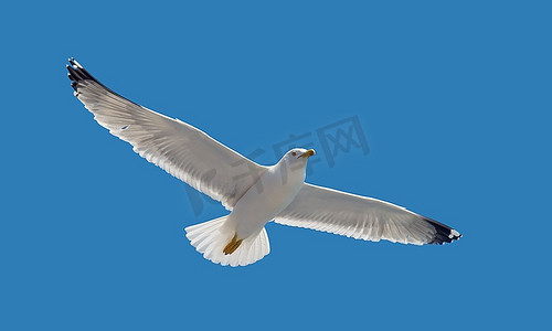 自然收藏-空中飞行中的海鸥