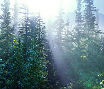 森林里的阳光光芒