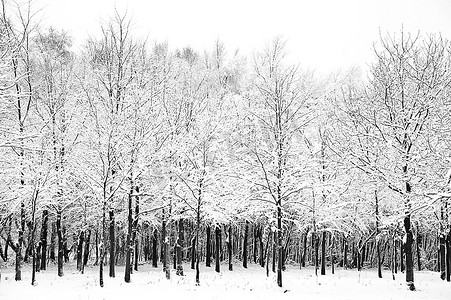 美丽的风景闪闪发光的霜和雪覆盖的树木