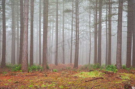 秋天浓雾密布的森林景观