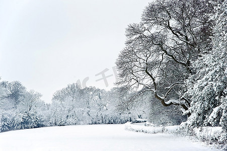 圣诞树木摄影照片_英国乡村的冬季雪景