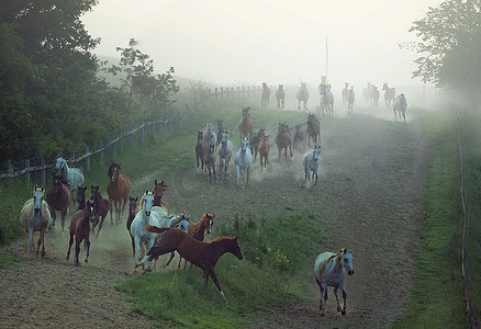 一群健壮的马在环形区域奔跑