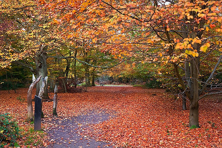 美丽的秋色森林景观，绿色与橙色、棕色与金色形成鲜明对比