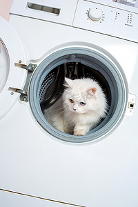 洗衣机和白猫