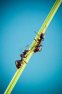 两个蚂蚁运行周围的弯曲绿色叶片的草在蓝色背景