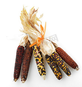 玉米的地摄影照片_白色背景下的多彩印度玉米收藏