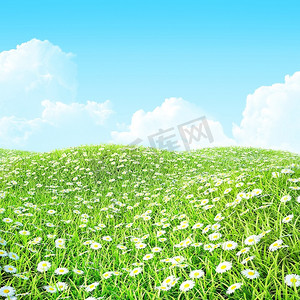 夏天，色彩斑斓的草地上种着洋甘菊。以草和花为背景的复活节。