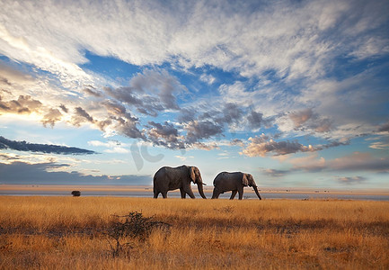 草原旅游摄影照片_草原上的大象