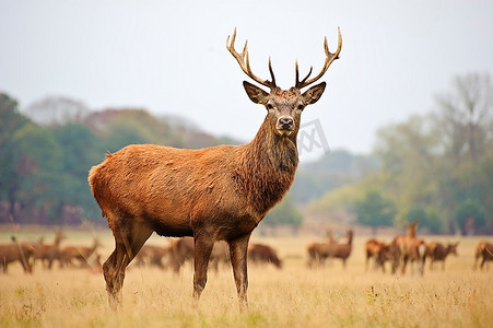 马鹿和麋鹿个人vip和企业vip免费下载梅花鹿在河中漫步个人vip和企业