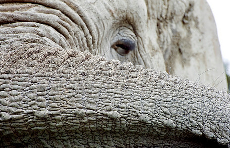 特写镜头的大象的眼睛和躯干