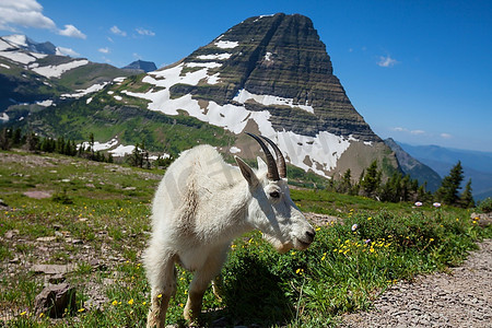 蒙大拿州冰川国家公园的山羊。