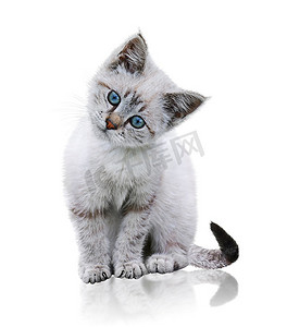 反射条纹摄影照片_白色背景上的白色和棕色小猫