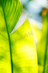香蕉棕榈树叶在阳光特写镜头