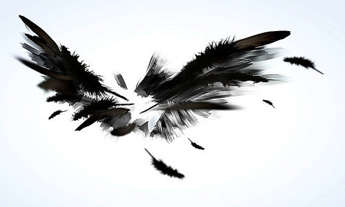 翅膀阴影摄影照片_黑色的翅膀