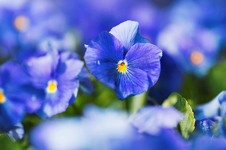 美丽的蓝色紫罗兰在花园特写三色堇勿忘草