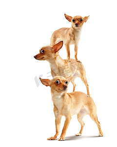 动物卡通鼻子摄影照片_三只有趣的狗的金字塔