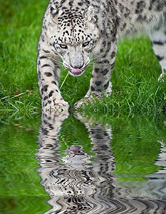 风平浪静的水中倒映的雪豹圈养大猫的美丽肖像