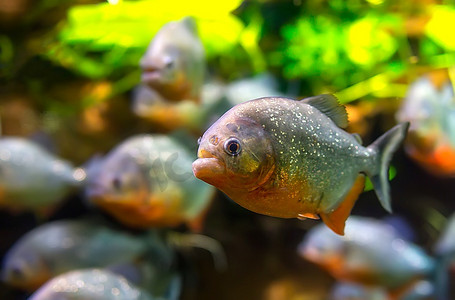 可爱装饰摄影照片_绿色背景的水族馆里的食人鱼