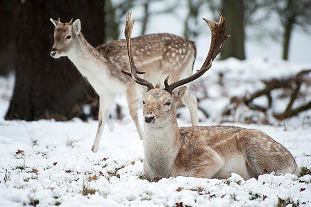 休耕鹿的图像在森林景观在冬天与雪在地面上