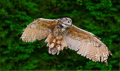 美丽的形象欧洲鹰猫头鹰在飞行bubo bubo